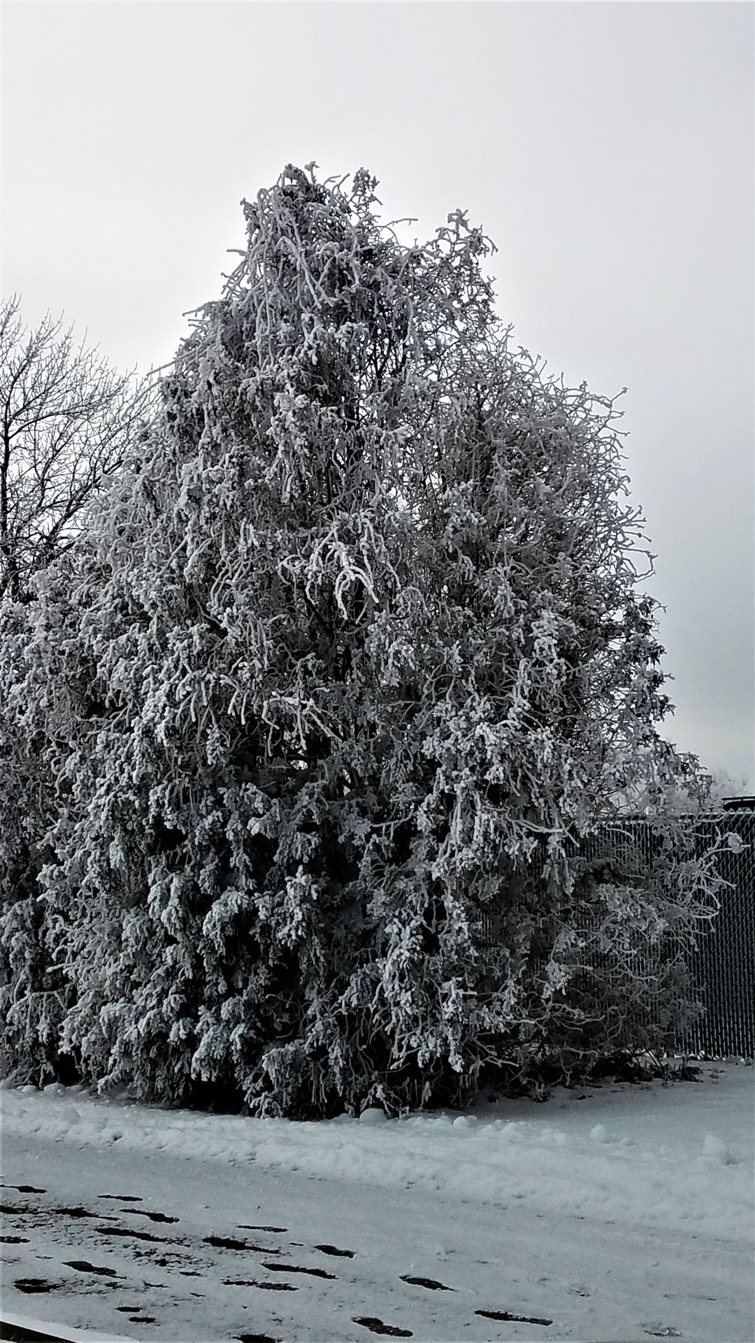 Frost